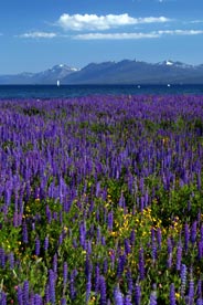 Flower Fields Mountains Lake